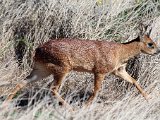 kaapse grysbok  Kaapse Grysbokkie : jan
